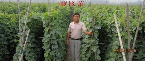 无核夏黑葡萄苗 ,河北省昌黎诚信葡萄苗新品种繁育场