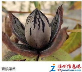 出售高品质葡萄苗,大樱桃苗,核桃苗,碧根果苗