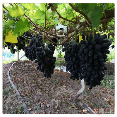 【山东钰龙苗木研发基地山东钰龙苗圃供应阳光玫瑰葡萄苗,金手指葡萄苗,品种葡萄苗】 - 产品库