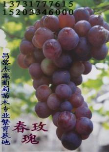 新品种葡萄苗,新品种葡萄苗,新品种葡萄苗,新品种葡萄苗,葡萄_农副产品_世界工厂网中国产品信息库