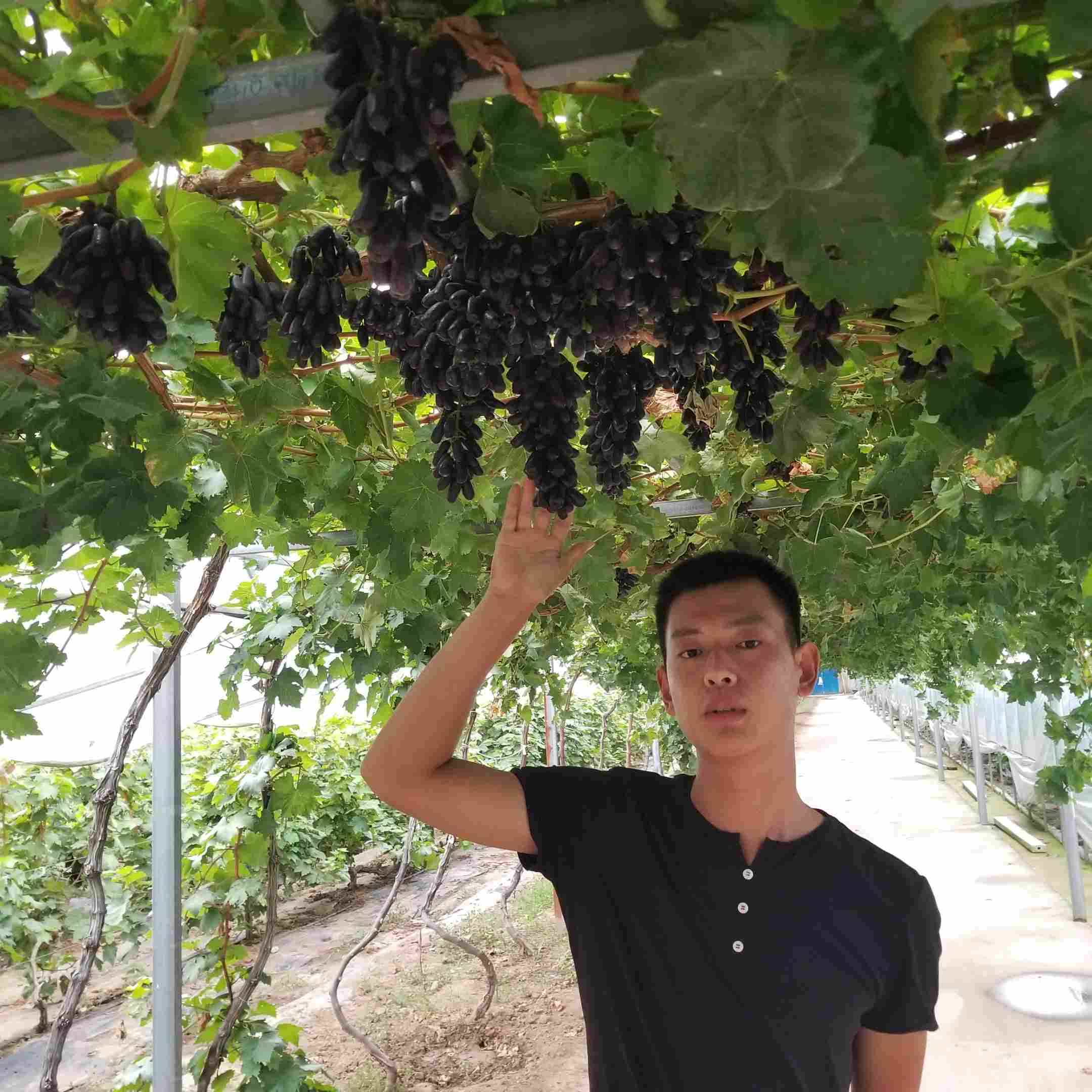 女巫手指葡萄苗成活率怎么样?