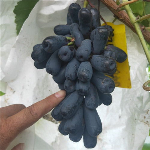 夏黑葡萄苗多少钱一棵 夏黑葡萄苗介绍
