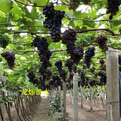 玫瑰香葡萄苗园林选择及栽后管理