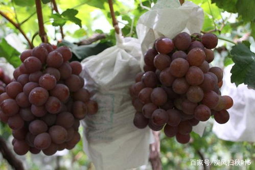 嫁接大粒红提葡萄苗价格 占地葡萄苗多少钱一棵