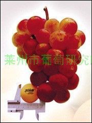 供应葡萄苗,无核红宝石葡萄苗,各种优质葡萄苗,葡萄苗品种,山东葡萄,莱州市葡萄研究所大量供应优质葡萄苗_纺织皮革_世界工厂网中国产品信息库