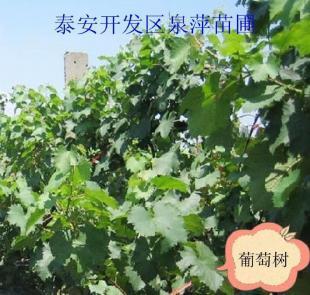 巨峰葡萄苗/0.5公分以上巨峰葡萄苗_农副产品_世界工厂网中国产品信息库