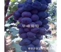 盆栽葡萄苗价格产品信息