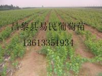 昌黎葡萄苗[供应]_昌黎葡萄苗价格_昌黎葡萄苗厂家_世界工厂网产品信息库