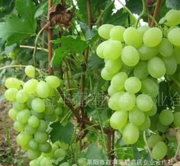 葡萄价格 葡萄厂家 葡萄批发