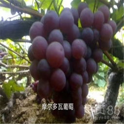 【2公分葡萄苗种植方法2公分葡萄苗成熟期果子价格】-