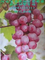 供应红芭拉帝葡萄苗价格;昌黎葡萄苗_农副产品_世界工厂网中国产品信息库