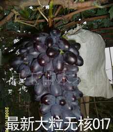 最新无核代号017葡萄苗价格_最新无核代号017葡萄苗厂家_世界工厂网产品信息库