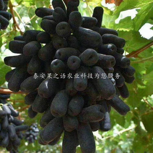 【美人指葡萄苗、美人指葡萄苗图片】- 