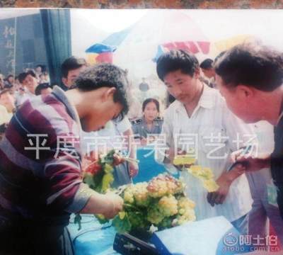 【批发阳光玫瑰葡萄苗山东大泽山葡萄苗厂家直销北方种苗果树苗】平度市新果园艺场 - 产品库