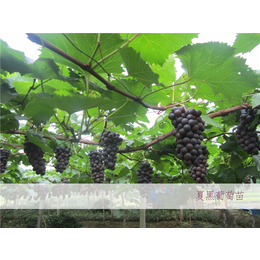 夏黑葡萄苗-黑夏葡萄苗-启发葡萄苗(推荐商家)