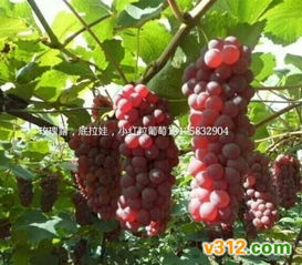 寒香蜜葡萄苗 吉林老杨无核葡萄苗基地出售