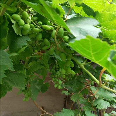 占地葡萄苗好品种销售葡萄苗