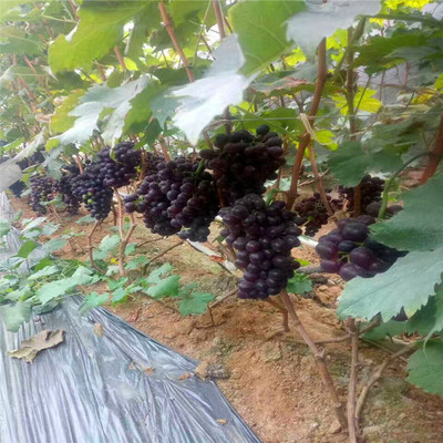 批发* 阳光玫瑰葡萄苗 程实 美人指葡萄苗基地 新品种葡萄苗基地